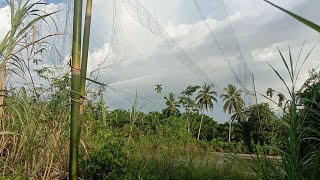 menjaring burung di spot yang Sangat Melimpah Ruahhh....!!