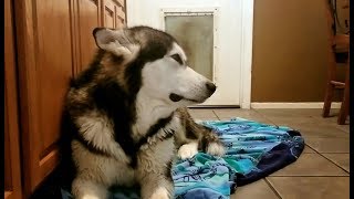 犬のお風呂ストレスを緩和する方法 The Woof イヌメディア 犬のお風呂ストレスを緩和する方法 The Woof イヌメディア