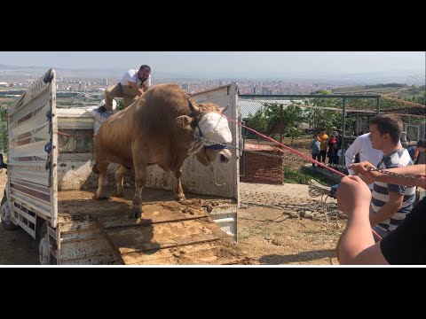 KÖSEOĞLU, ATICI VE BENLİ AİLESİ 2022 KURBAN KESİMİ (İNDİRME)