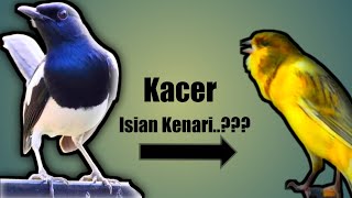 Tips cara memasterin kacer agar isian kenari