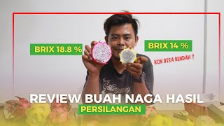 REVIEW BUAH NAGA : PERSILANGAN GOLDEN ISIS DAN CONNIE MAYER | MASIH TAHAP PERCOBAAN BANYAK PR