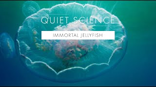 Quiet Science: Immortal Jellyfish by Worldview Studio 3 views 11 months ago 1 minute, 40 seconds