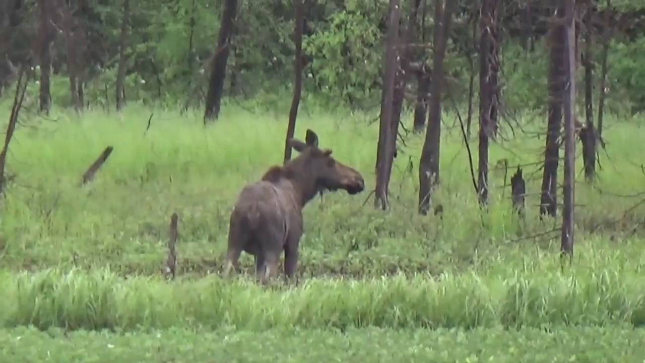 Moose in Labrador City Summer of 2016 YouTube