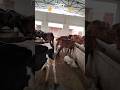 Dairy business #viral #cow #youtubeshorts #farming #animals #cowlover #dairyfarm #youtube