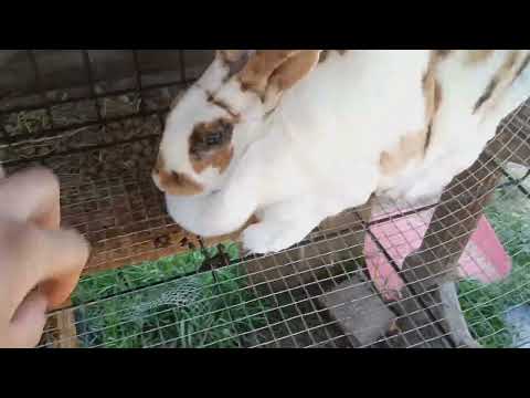 Rabbit time reboot #55 - YouTube