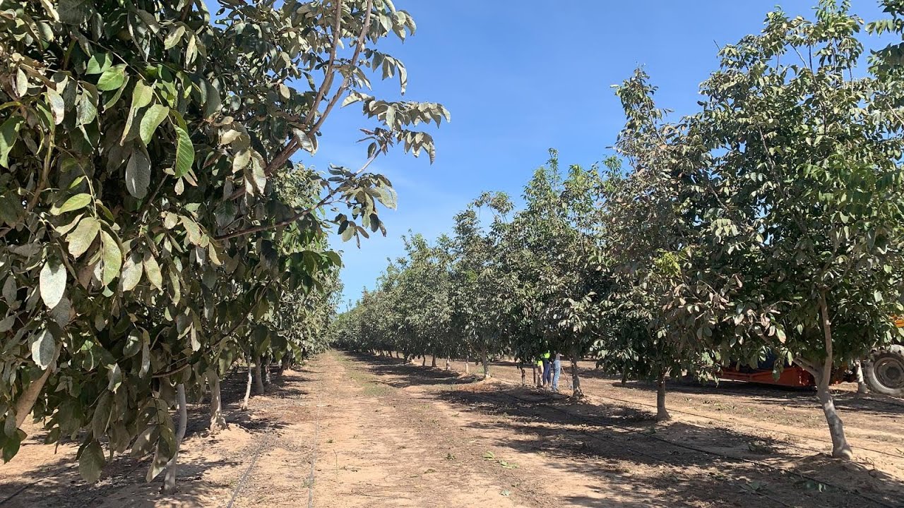 Recolección de nueces en el Valle del Guadalquivir