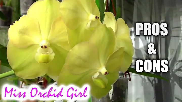 Pros and Cons of growing Vanda Orchids in a home