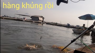 Câu cá sông tiền,một ngày câu cá trúng mánh cá dảnh,cóc,chép ăn dựt đã tay