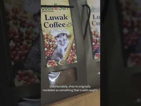 Malayan civets are targeted for Kopi Luwak, the world’s most expensive cup of coffee.