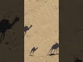 ألم تر إلى ربك كيف مد الظل ولو شاء لجعله ساكنا عبدالولي الاركاني  