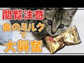 【癒し猫】【閲覧注意】金のミルク飴で興奮して走り回ってます。