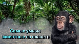 Самые умные животные на планете