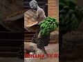 Kingi Of African Comedy Show Short Video Funny Dance Song Shorts Video YouTube Videos TikTok Video 