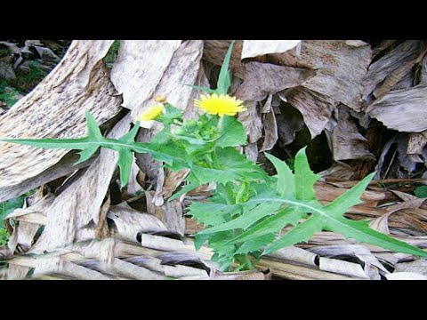 Vídeo: Cultivo De Plantas Varietais De Madressilva, Morango, Espinheiro-mar. Colher Variedades De Madressilva, Morango Selvagem E Espinheiro-mar, Variedade De Morango Carmen