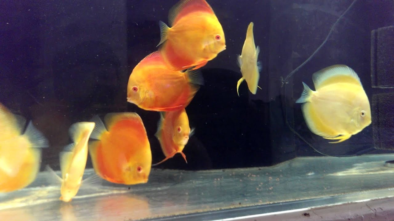Discus fish eating Hikari bio gold YouTube