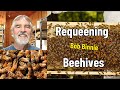 Beekeeping segment  requeening hives with bob binnie