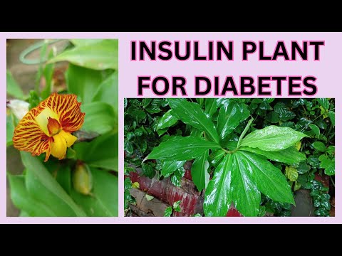 INSULIN PLANT FOR DIABETES || Costus igneus || DIABETES PLANT || English