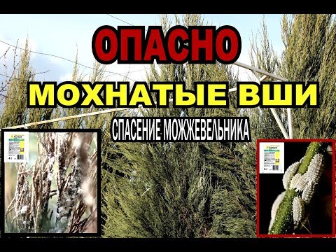 Можжевельник/болезни можжевельника/мучнистый червец/как бороться-щитовка!!!