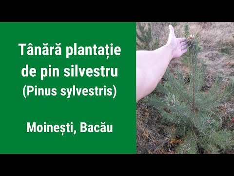 Video: Pin Silvestru