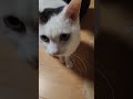 ご飯🍚はまだですか?明確に気持ちをアピールする激怒ちろ姉さん#shorts