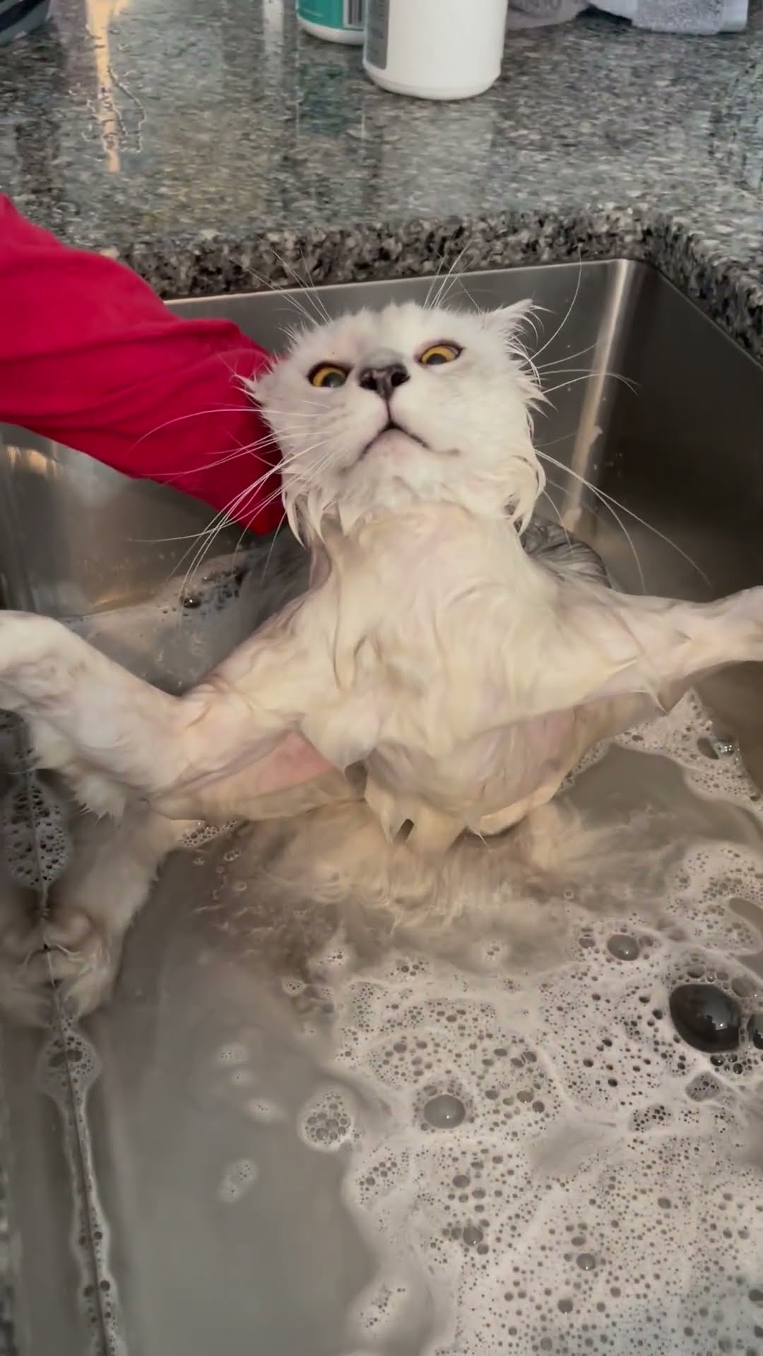 Maine Coon Cat Does Not Like Bath Time || ViralHog