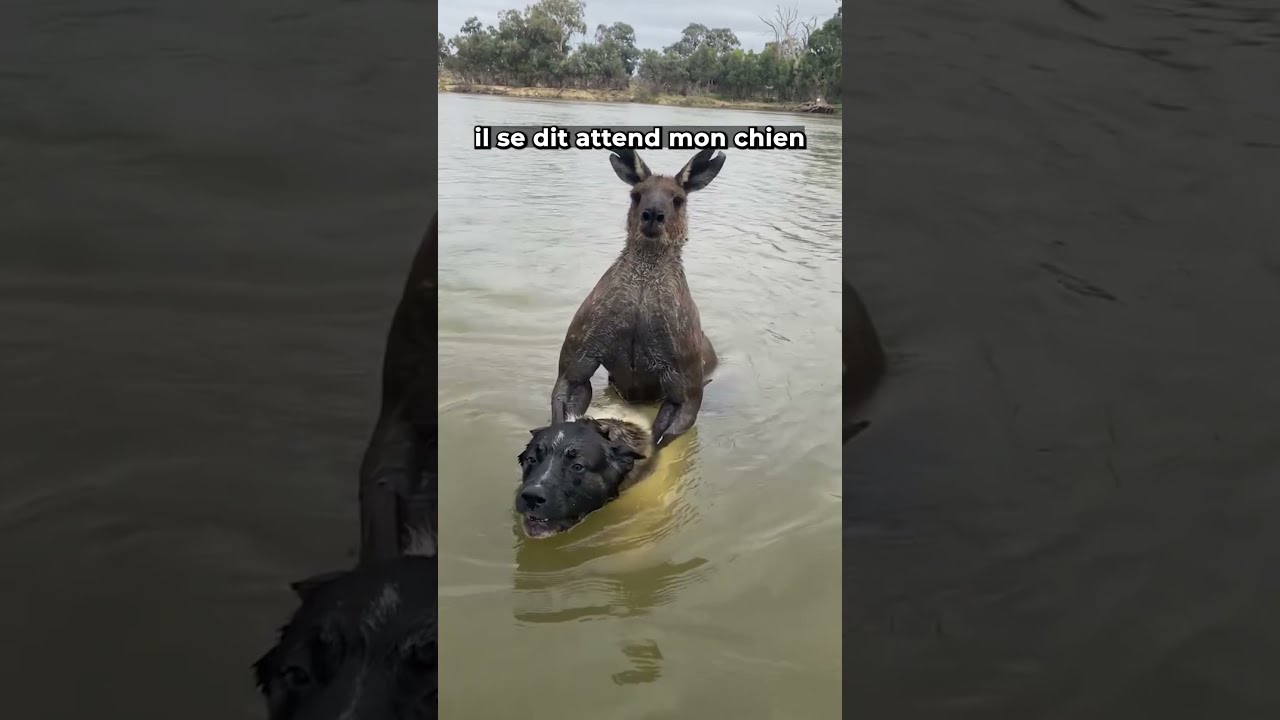 Un Kangourou Capture Son Chien
