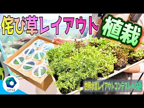 アクアリウム】でっかい水槽に大量の侘び草を配置して水景を作る（世界