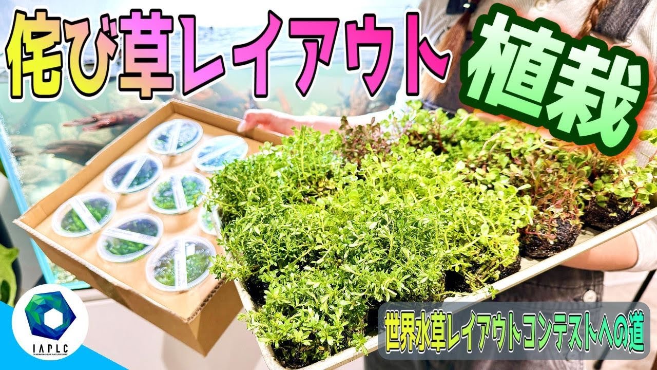 アクアリウム】でっかい水槽に大量の侘び草を配置して水景を作る（世界