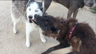 A Wolf Wishes Dogs Would be Her Friend