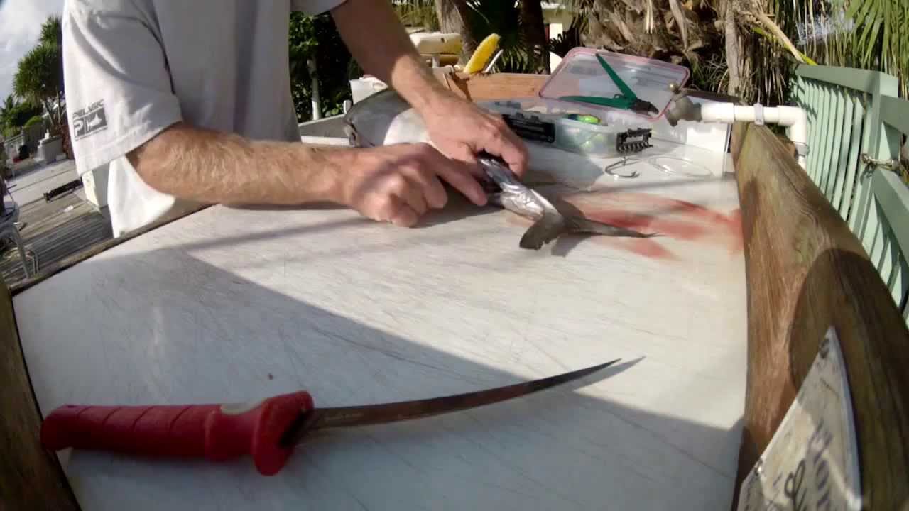 Swordfish Bait Bonito YouTube