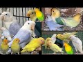 Rare lovebirds mutation breeding setup aqua dun fallow pale fallow albino creamino