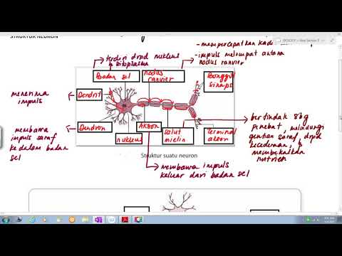 Video: Mikroglia Dan Astrosit Manusia Secara Konstitutif Menyatakan Reseptor Neurokinin-1 Dan Secara Fungsional Merespons Zat P