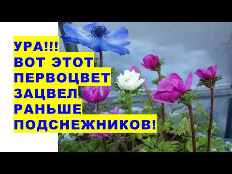 Ура!!! Вот этот первоцвет в 2022 году зацвел раньше подснежников!