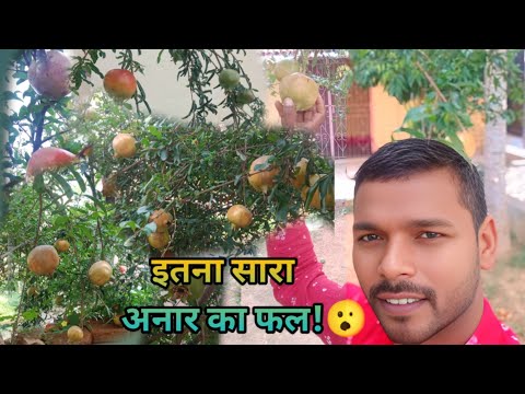 मेरे अनार के पेड़ में बहुत सारा अनार भरा है लाल लाल #viral #video #blog 