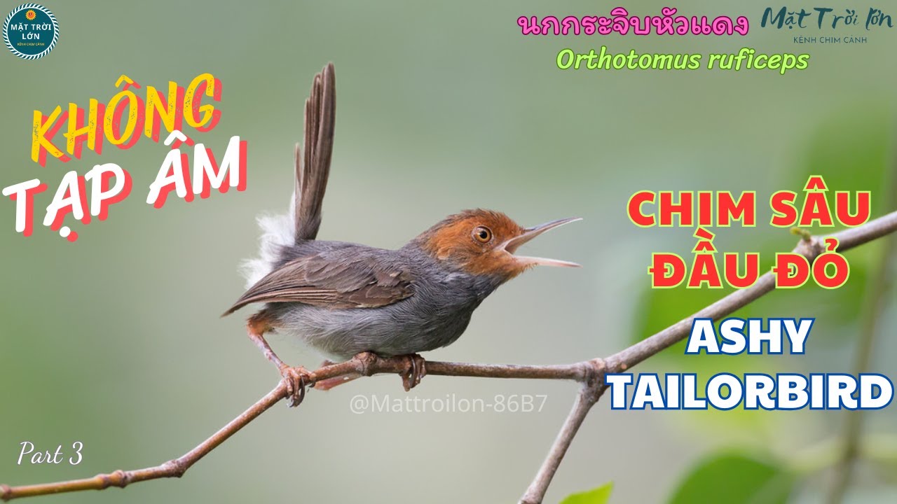 ✅Tiếng chim Sâu đầu đỏ mồi chuẩn không tạp âm | Chích bông nâu | Ashy Tailorbird | นกกระจิบหัวแดง