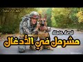 القصة 81 مشرمل في الأدغال كاملة 