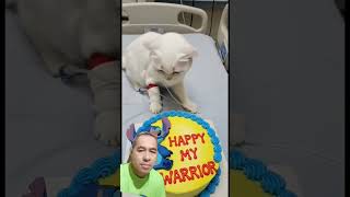 #short #youtubeshort #cat #aiandcats #kitten #cute #birthday #funny #cake