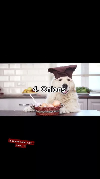 of-doggie-dos-and-don-ts-the-ultimate-guide-to-what-dogs-can-and-can-t
