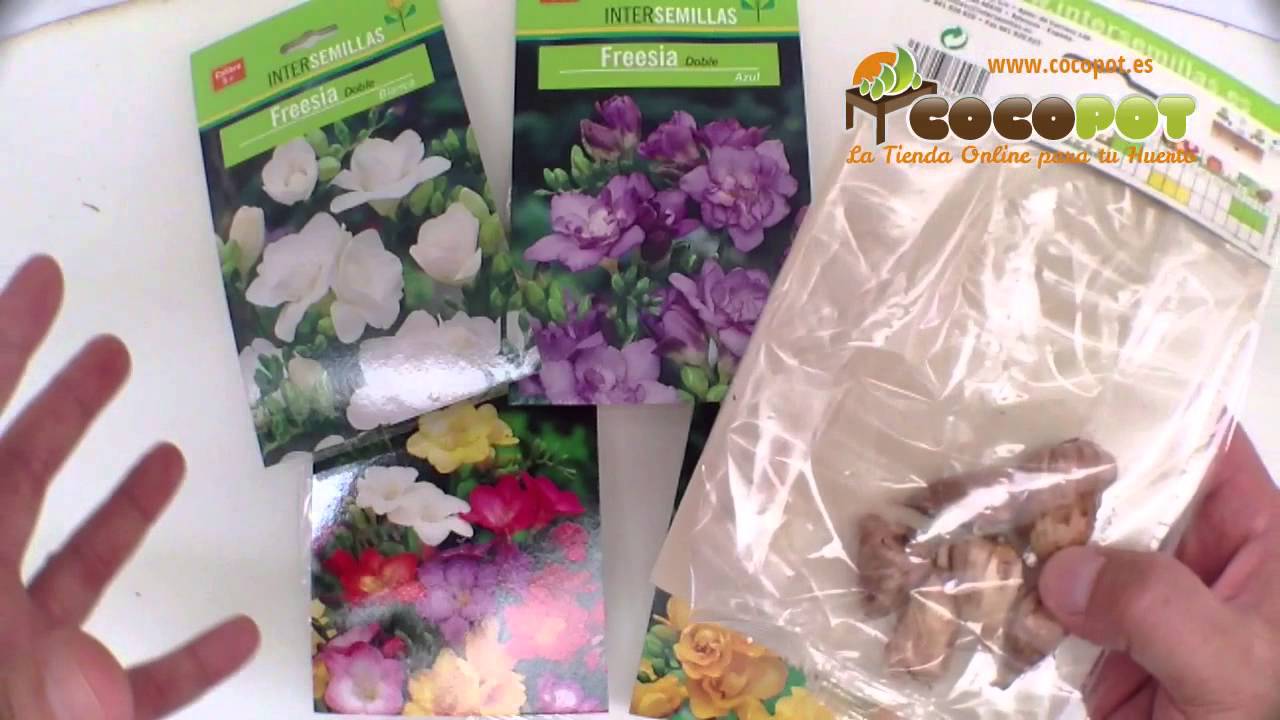 Bulbos freesia - thptnganamst.edu.vn