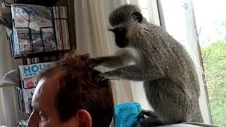 Monkey Nellie Grooms Her Human's Head. WHAT Did She Find? #monkey #shorts #monkeyvideo