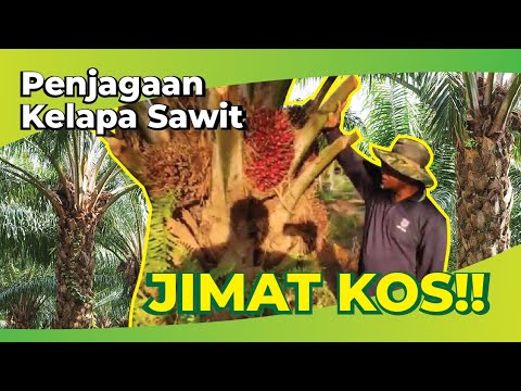 Tips Penjagaan Kelapa Sawit | Kurangkan Kos Penjagaan