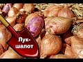 Лук-шалот: выращивание и хранение