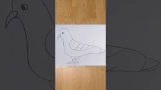 Easy pigeon drawing  #birddrawing  #easydrawing #pigeondrawing