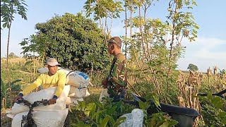 Download Lagu KENEK OPO YO PAK SU DEMOK TELEK PITEK KOK TIBA-TIBA BIDUREN, TERUS GANTI POSISI TUKANG MACUL MP3 Download Lagu KENEK OPO YO PAK SU DEMOK TELEK PITEK KOK TIBA-TIBA BIDUREN, TERUS GANTI POSISI TUKANG MACUL MP3