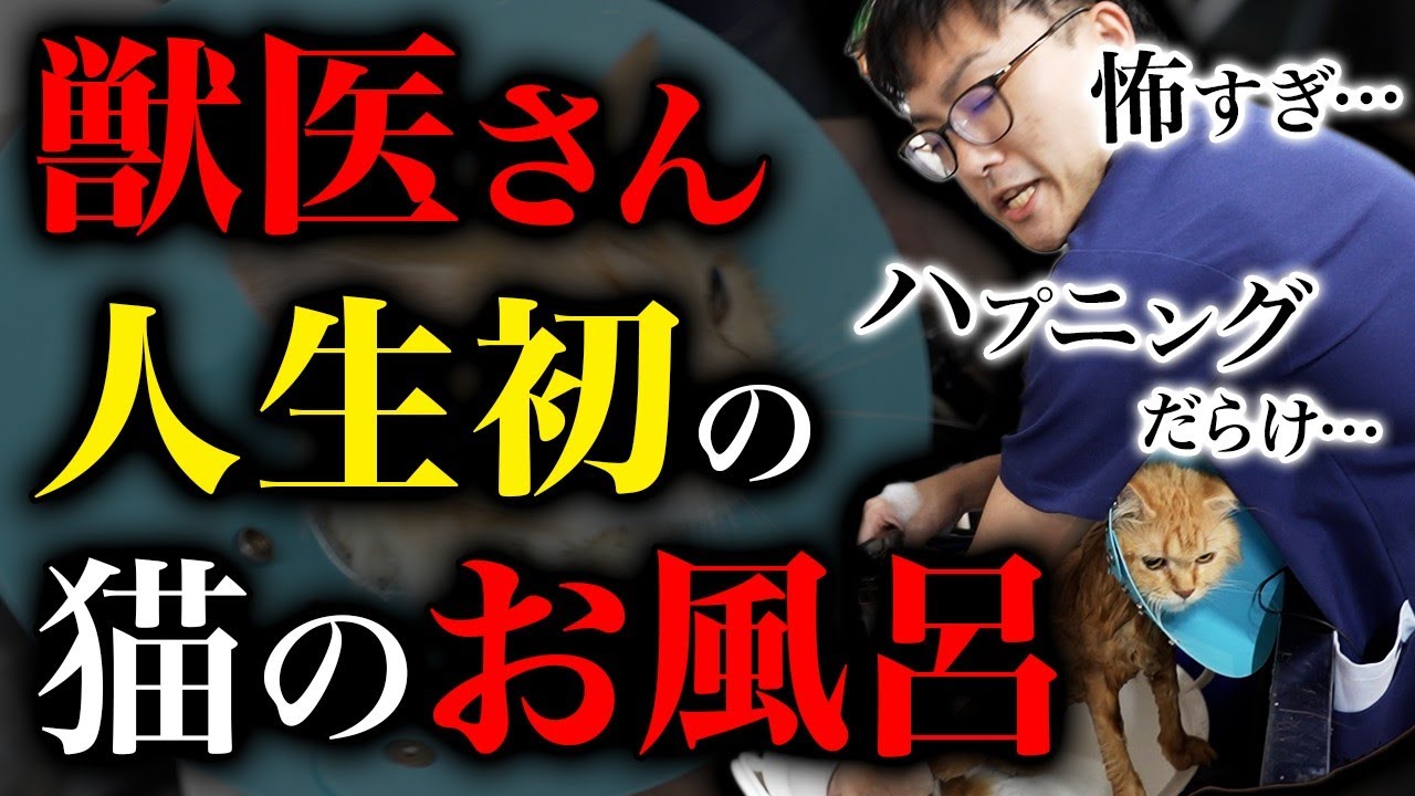 猫のシャンプー反対派の獣医さんに、人生初の猫シャンプーをやらせてみた結果…。#いとぅ先生コラボ