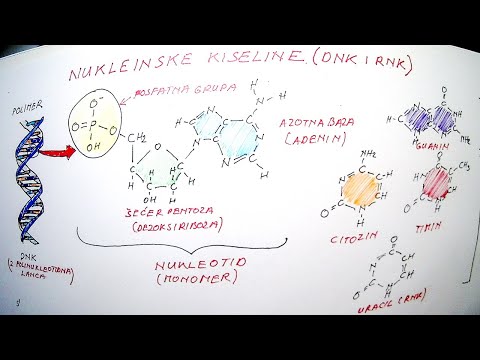 NUKLEINSKE KISELINE: DNK (DEZOKSIRIBONUKLEINSKA KISELINA) I RNK (RIBONUKLEINSKA KISELINA)