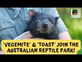 Baby Tasmanian Devil Joeys On Display | Australian Reptile Park