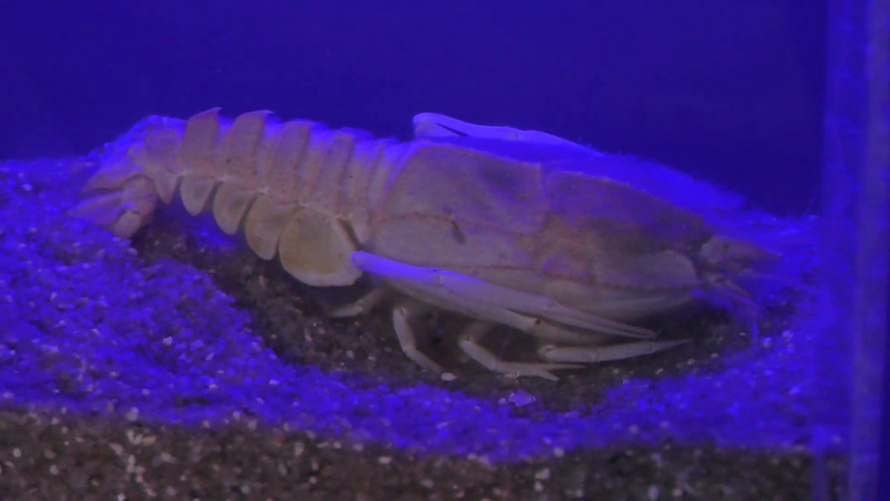 深海の生きものたち (あわしまマリンパーク) 2018年11月23日