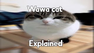 Wawa cat explained