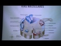 Neuroanatomía - Tractos o fasciculos #1